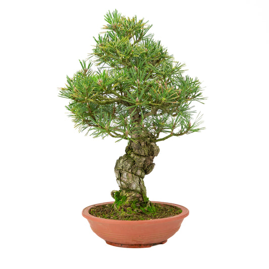 Pinus thunbergii ongeglazuurde pot 25m, hoogte ~52cm