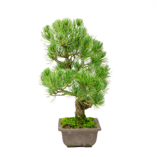 Pinus parviflora pot rectangulaire non émaillé 20 cm, hauteur ~44 cm