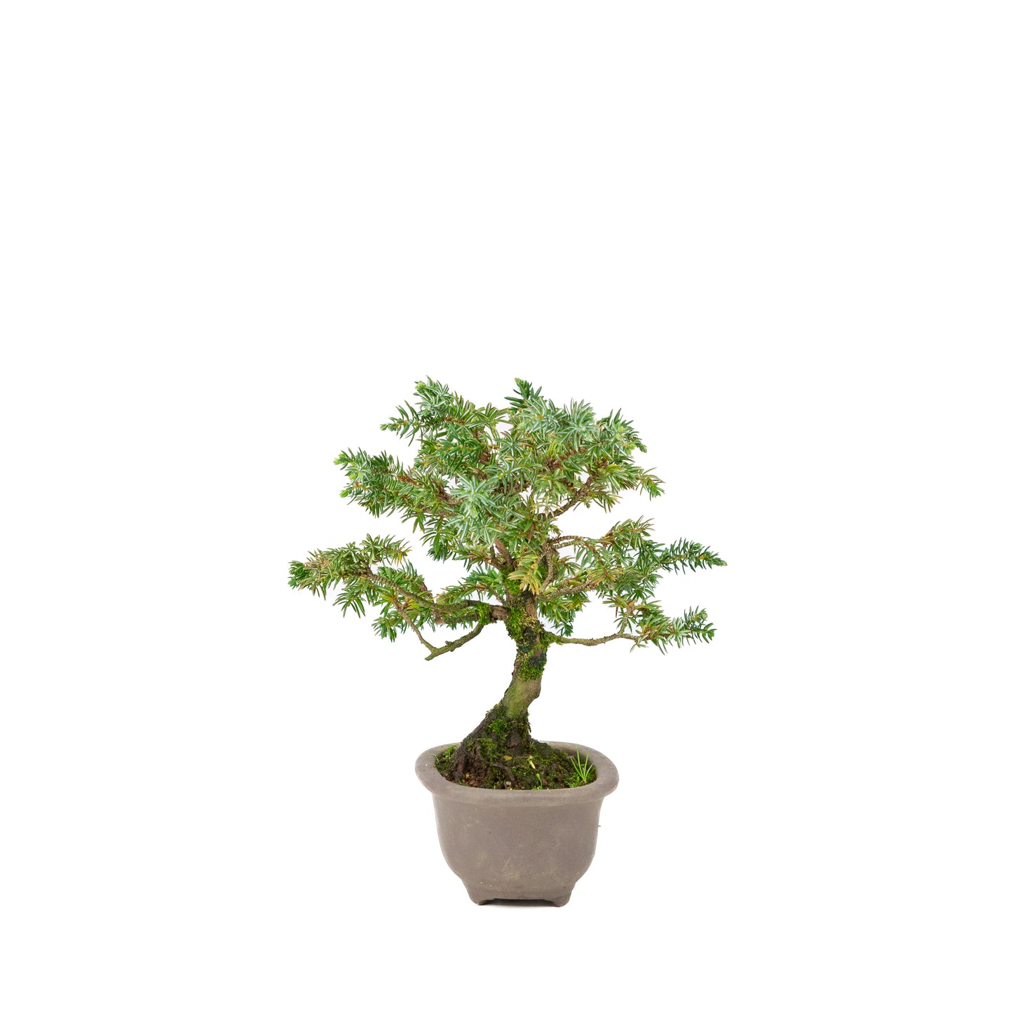 Juniperus rigida pot non émaillé 18 cm, hauteur ~24 cm