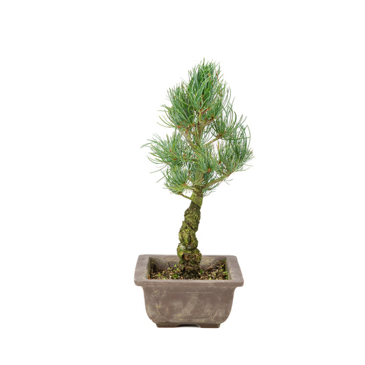 Pinus parviflora ongeglazuurde pot 20cm, hoogte ~36cm