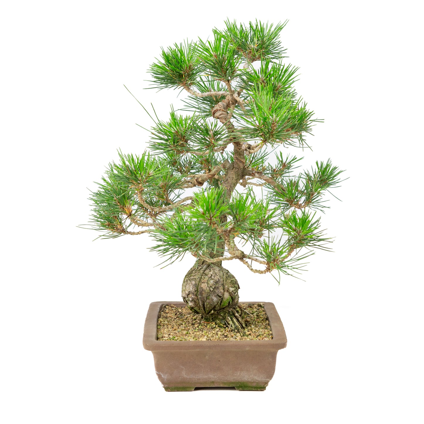 Pinus thunbergii pot non émaillé 25 cm, hauteur ~43 cm