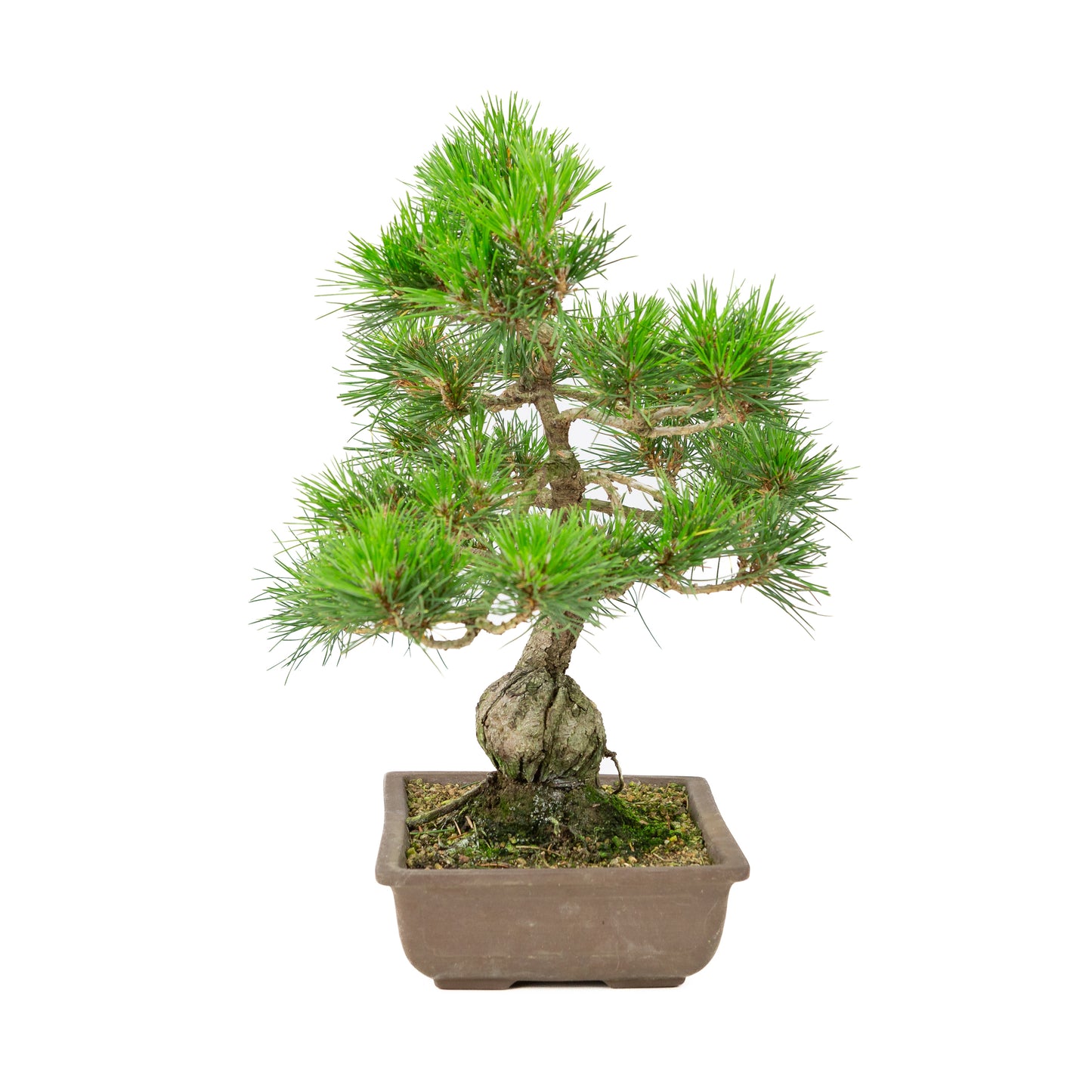 Pinus thunbergii pot non émaillé 24 cm, hauteur ~41 cm