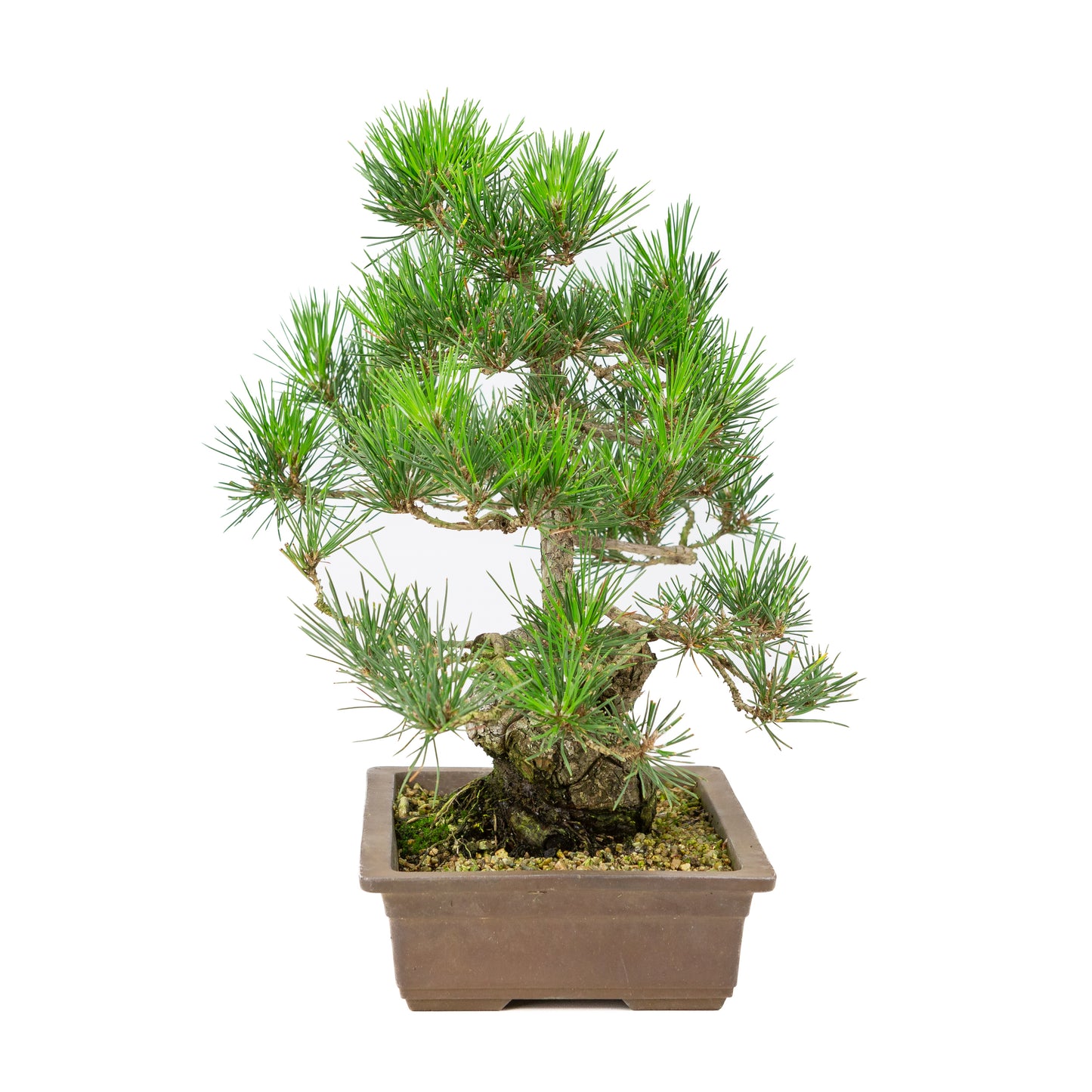 Pinus thunbergii pot non émaillé 26 cm, hauteur ~40 cm