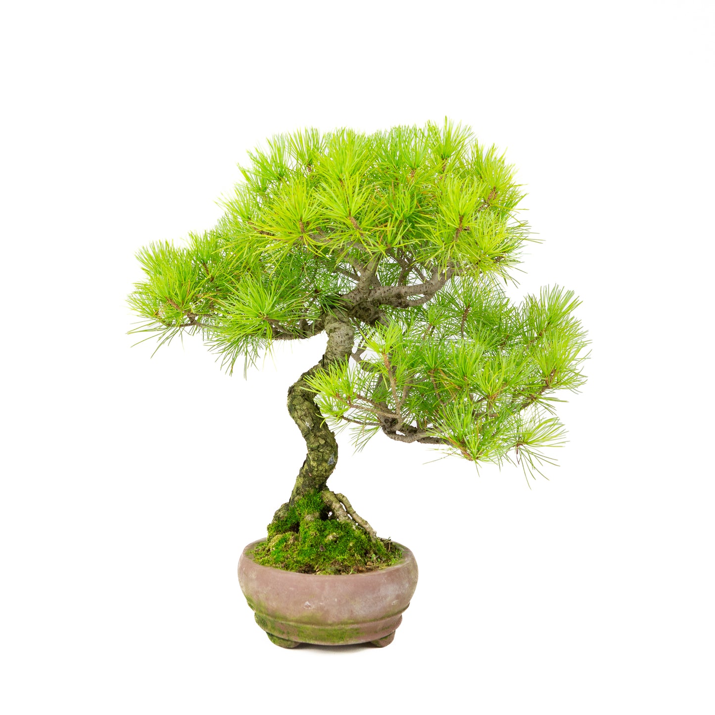 Pinus parviflora pot ovale non émaillé 19 cm, hauteur ~38 cm
