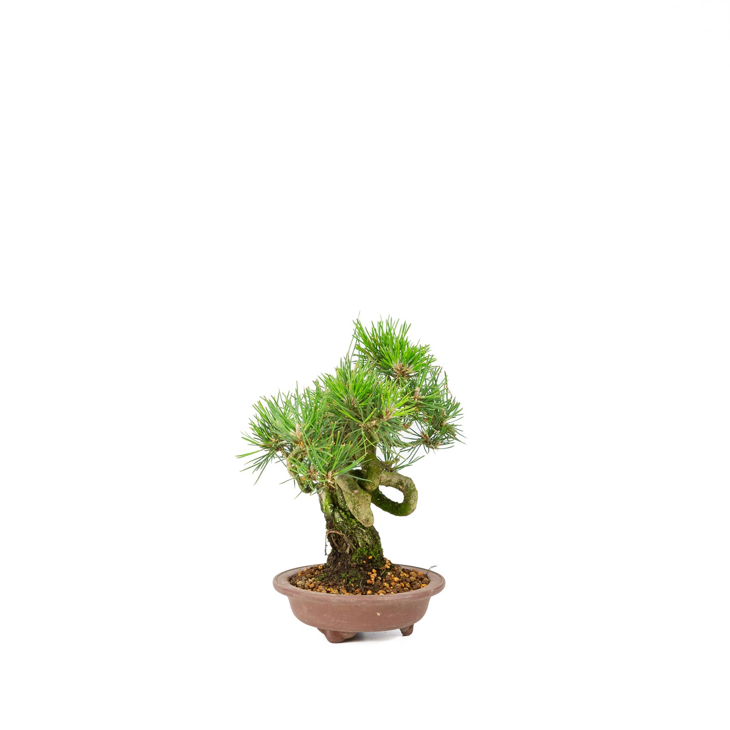 Pinus thunbergii pot non émaillé 13m, hauteur ~24cm