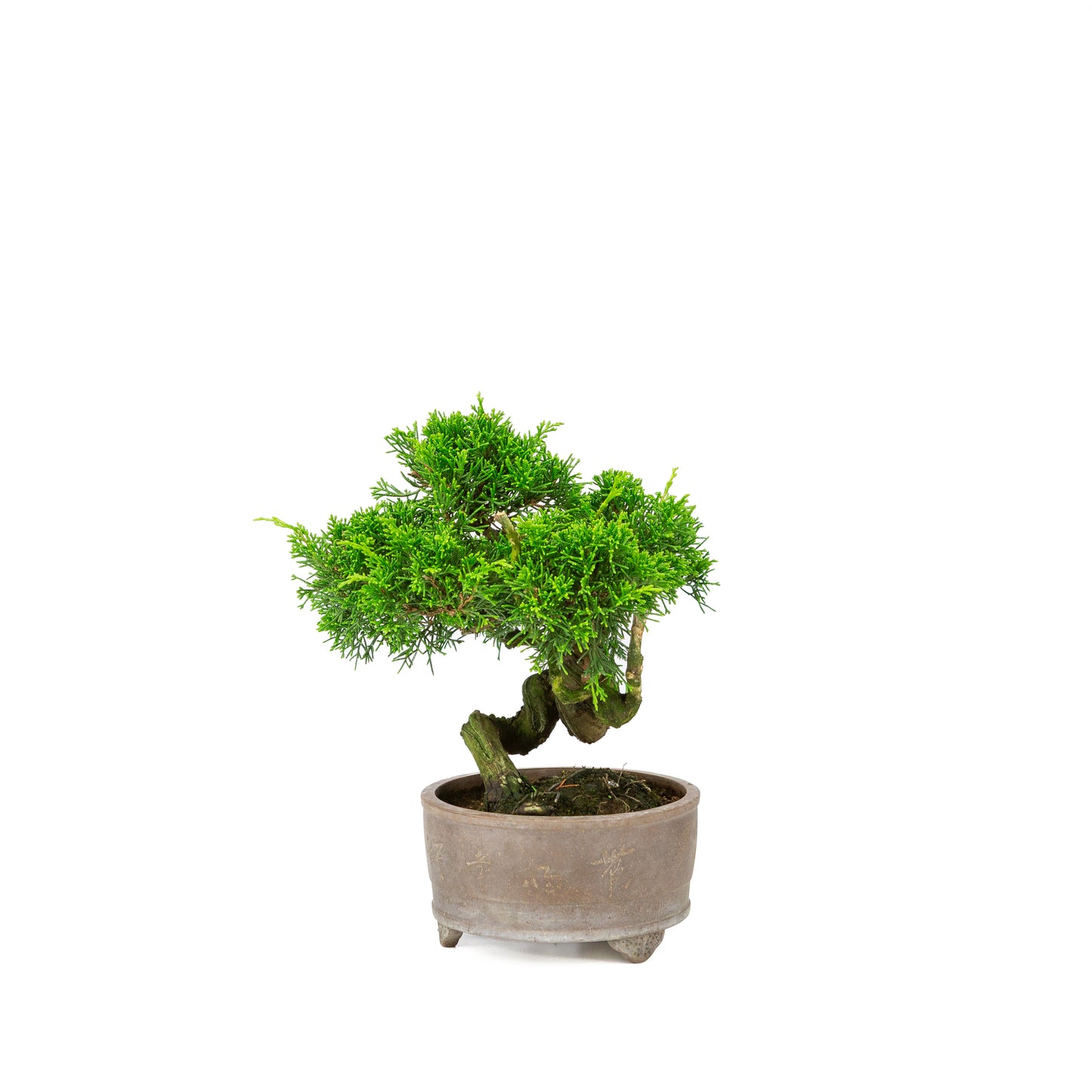 Juniperus chinensis non émaillé pot 14 cm, hauteur ~27 cm