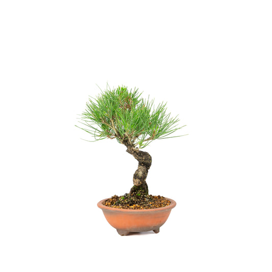 Pinus thunbergii pot non émaillé 15m, hauteur ~29cm