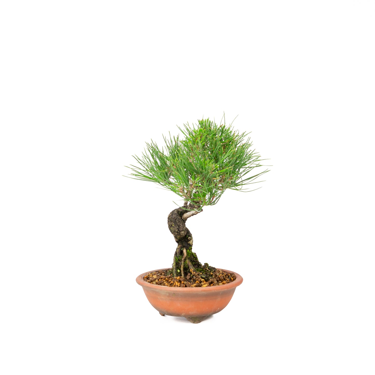 Pinus thunbergii pot non émaillé 15m, hauteur ~29cm