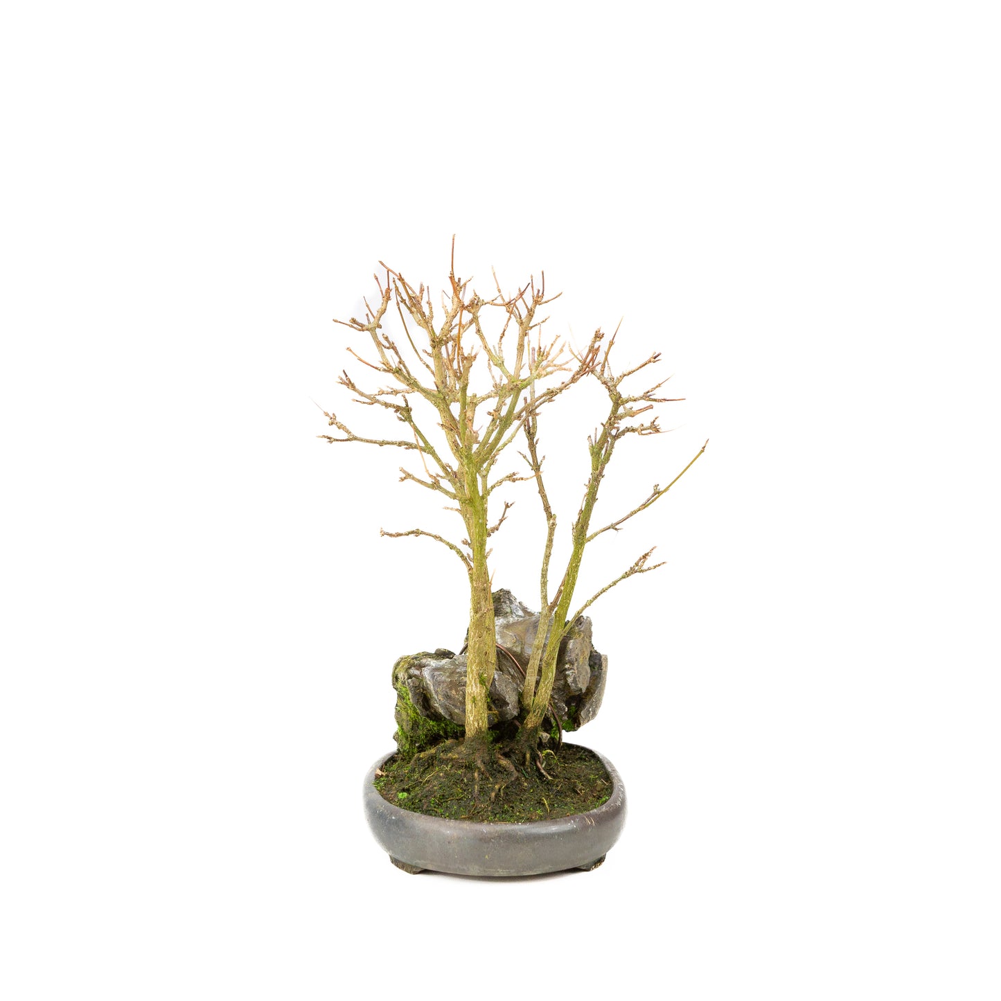 Acer buergerianum mit steinbraunem, rundem Topf, 20 cm Durchmesser, Höhe ca. 31 cm
