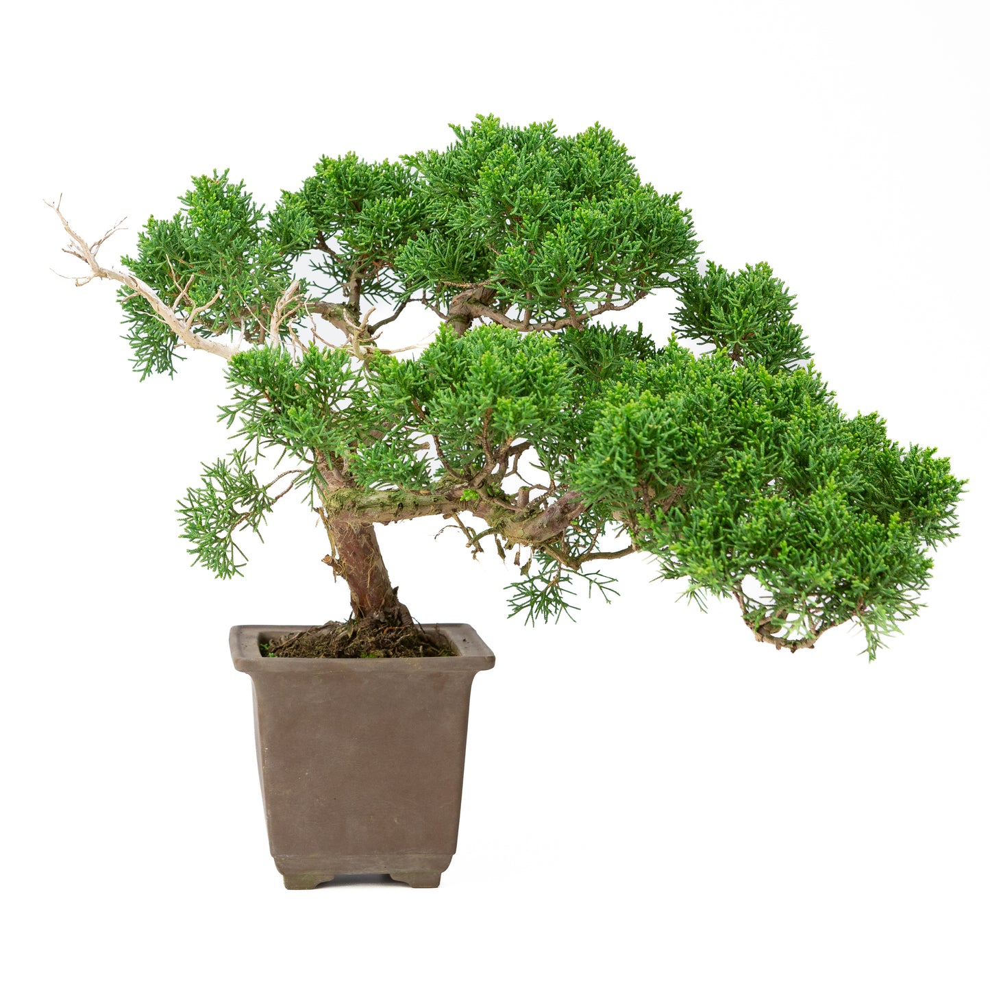 Juniperus chinensis semi-cascade pot non émaillé 14 cm, hauteur ~41 cm