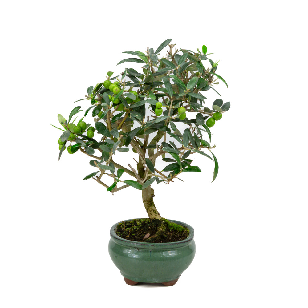Olea europea, pot ovale vert de 16 cm, hauteur ~37 cm