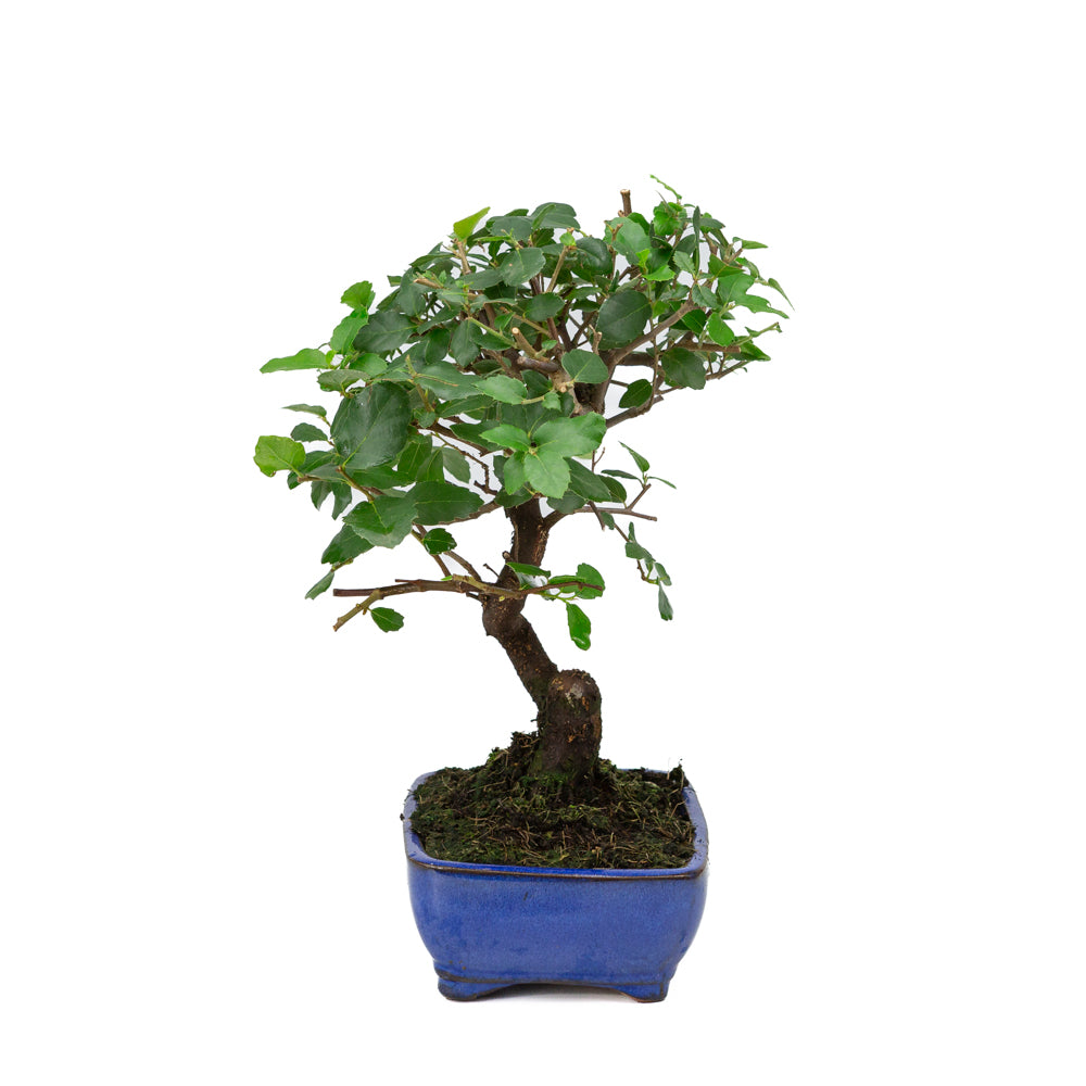 Quercus Suber pot rectangulaire bleu 16 cm, hauteur ~31 cm