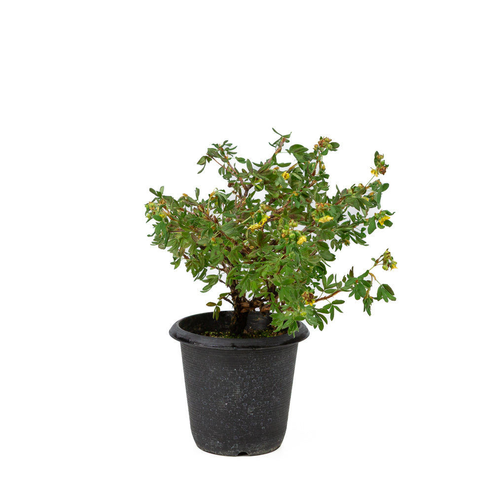 Potentilla fruticosa pot en plastique 12 cm, hauteur ~26 cm