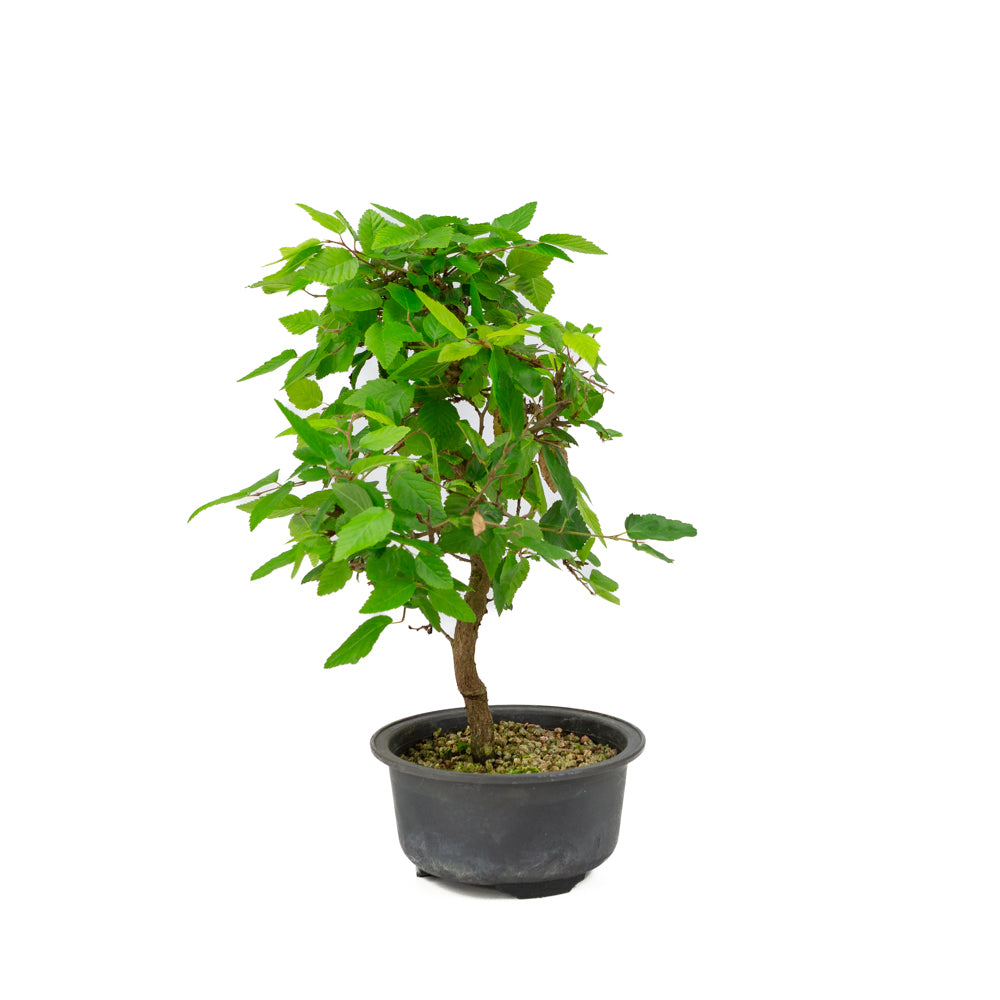 Carpinus coreana Kunststofftopf 12cm, Höhe ~30cm