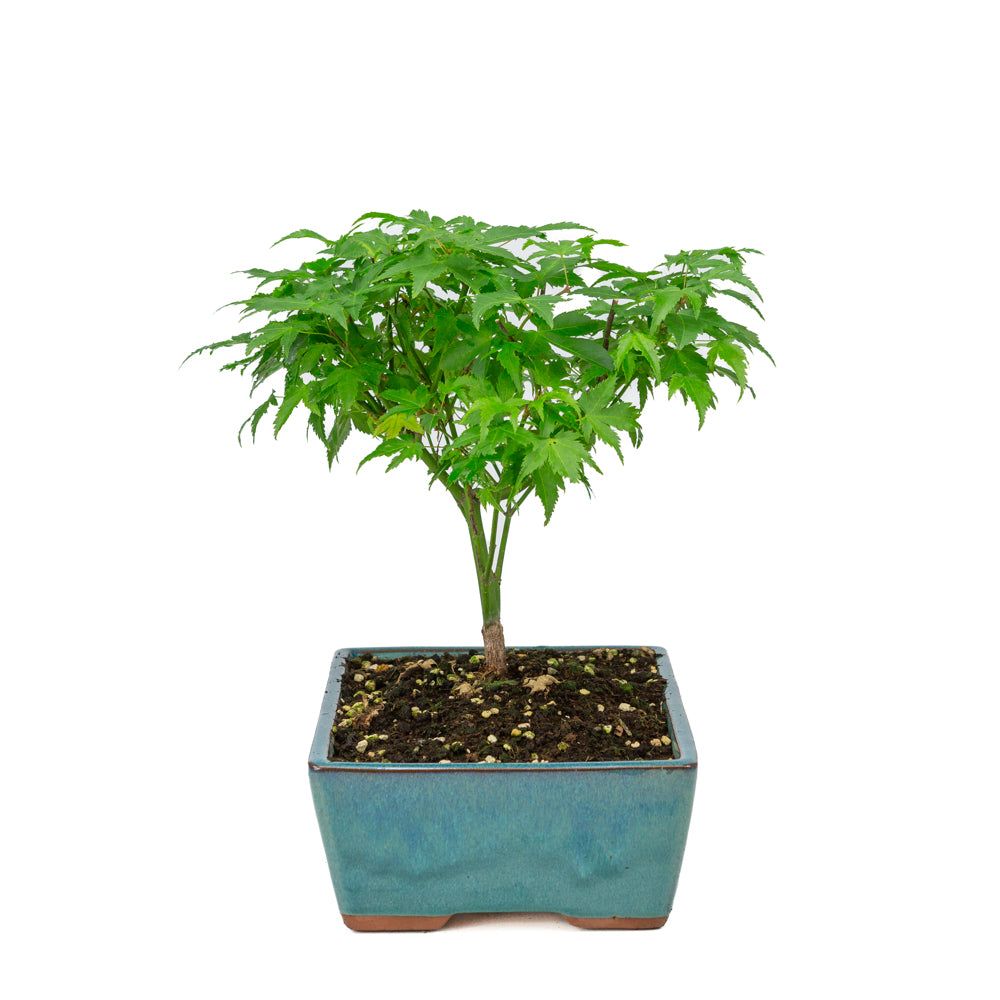 Acer palmatum 'Little Princess' grüner rechteckiger Topf 25cm, Höhe ~35cm
