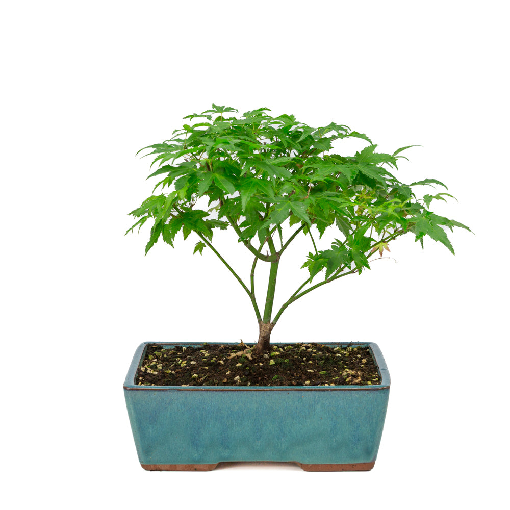 Acer palmatum 'Little Princess' grüner rechteckiger Topf 25cm, Höhe ~35cm