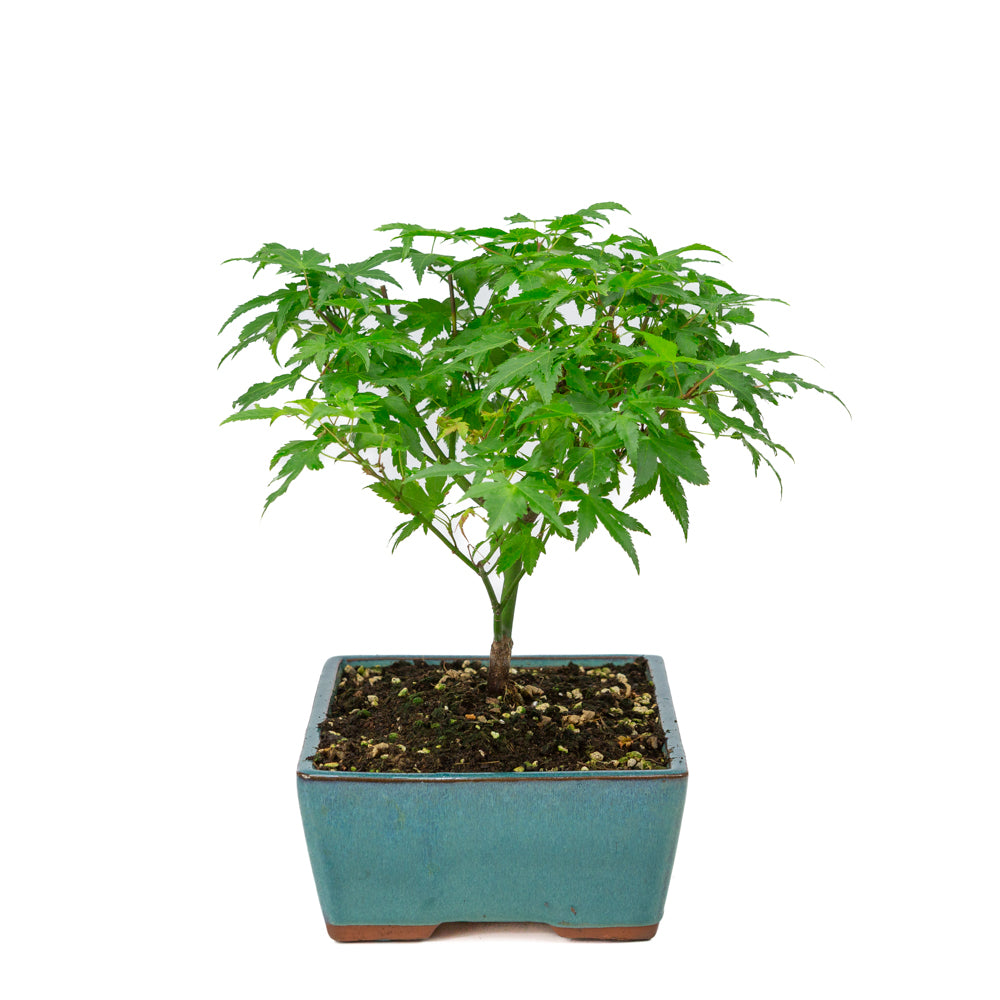 Acer palmatum 'Little Princess' grüner rechteckiger Topf 25cm, Höhe ~35cm