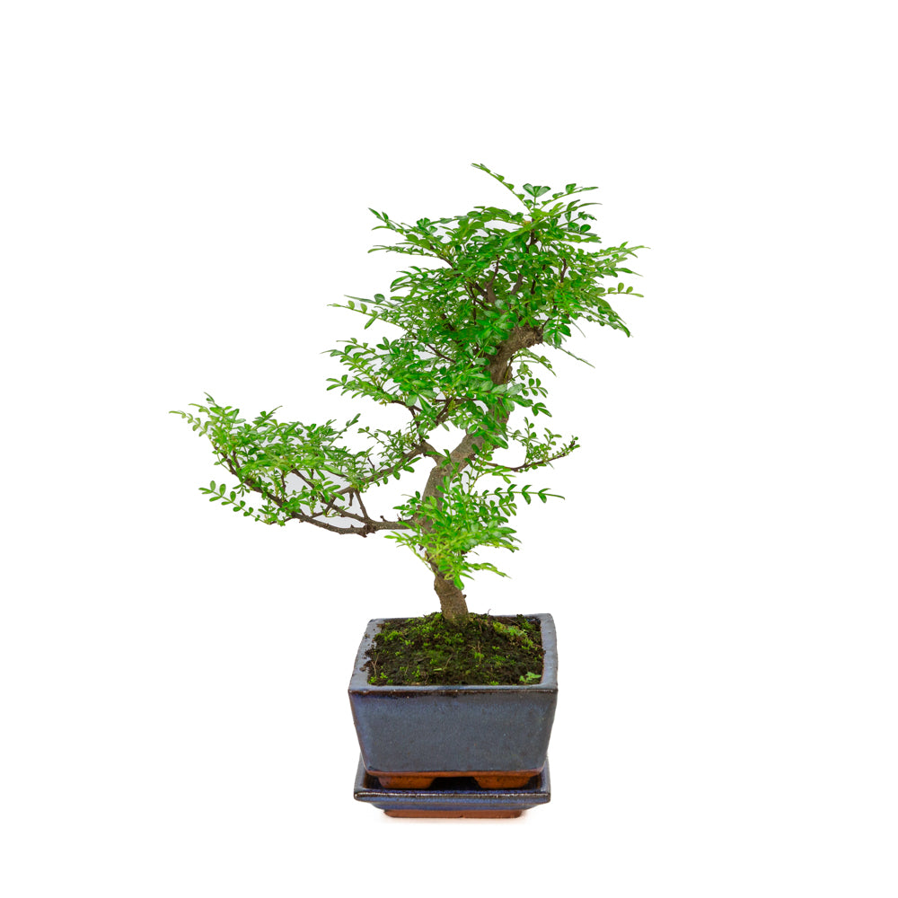 Zanthoxylum piperitium Bonsai in blauwe pot 20cm, hoogte ~33cm