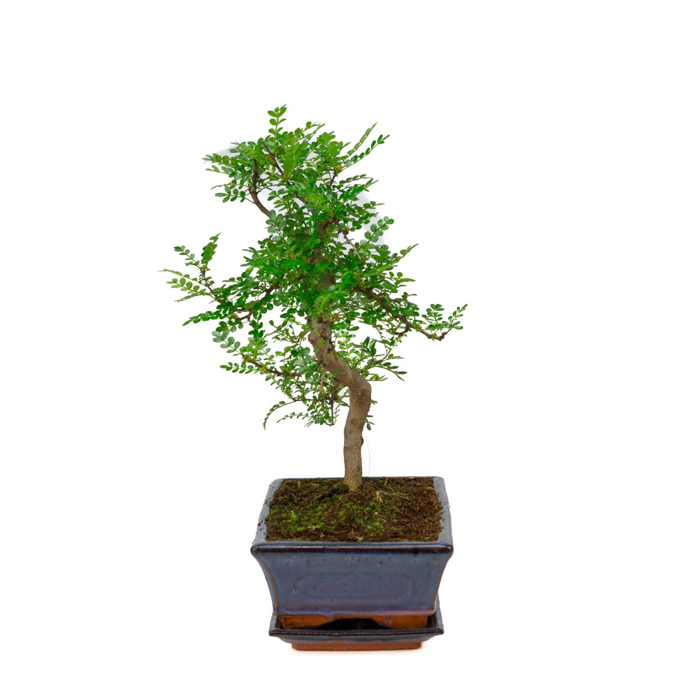 Zanthoxylum piperitium Bonsaï en pot bleu 25 cm, hauteur ~48 cm