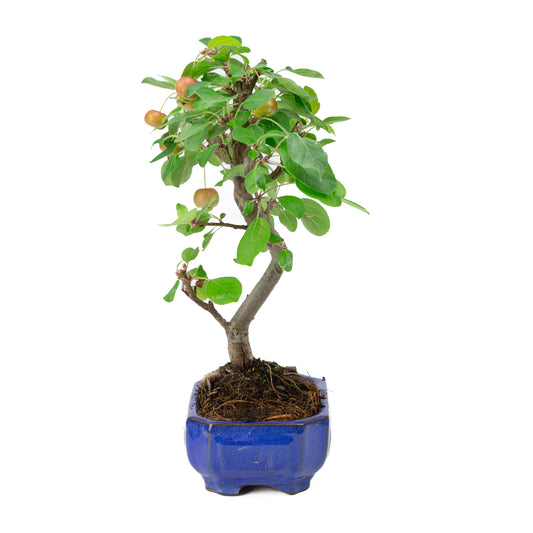 Malus domestica pot rectangulaire bleu 16 cm, hauteur ~40 cm