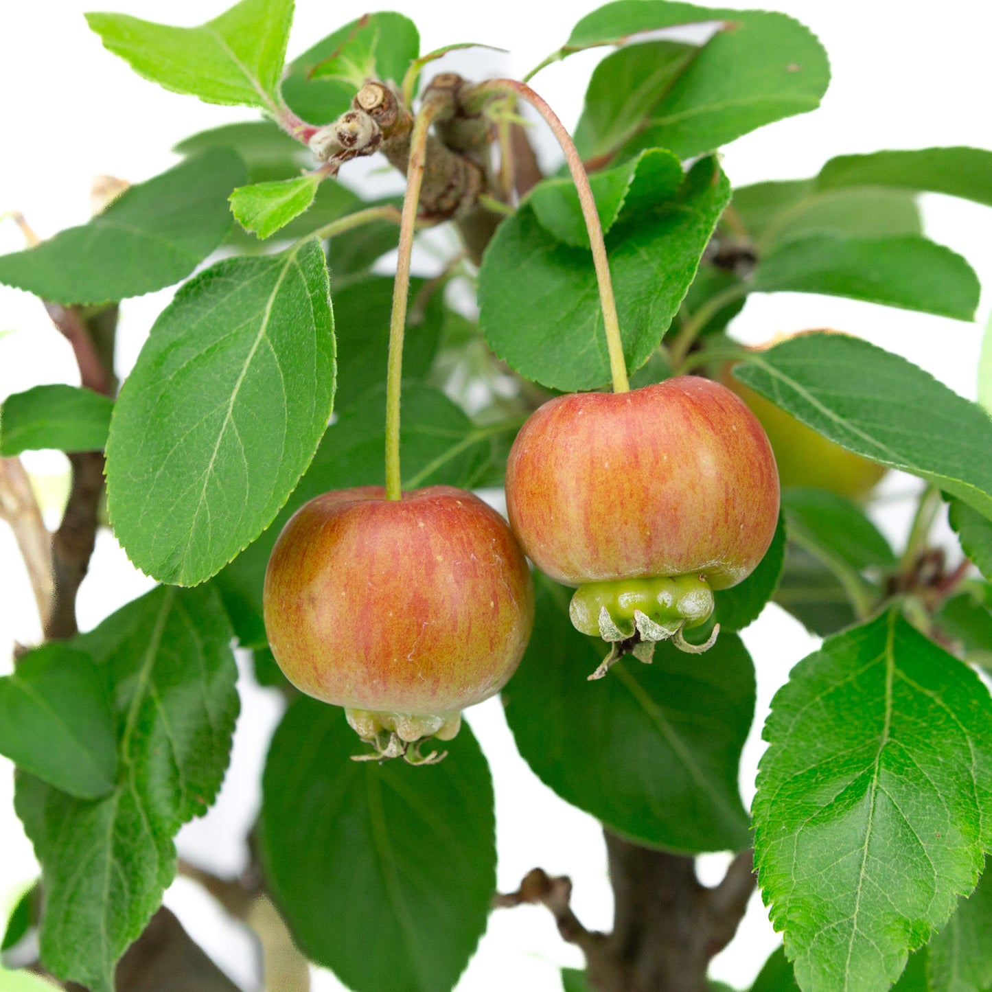 Malus domestica pot rectangulaire bleu 16 cm, hauteur ~40 cm