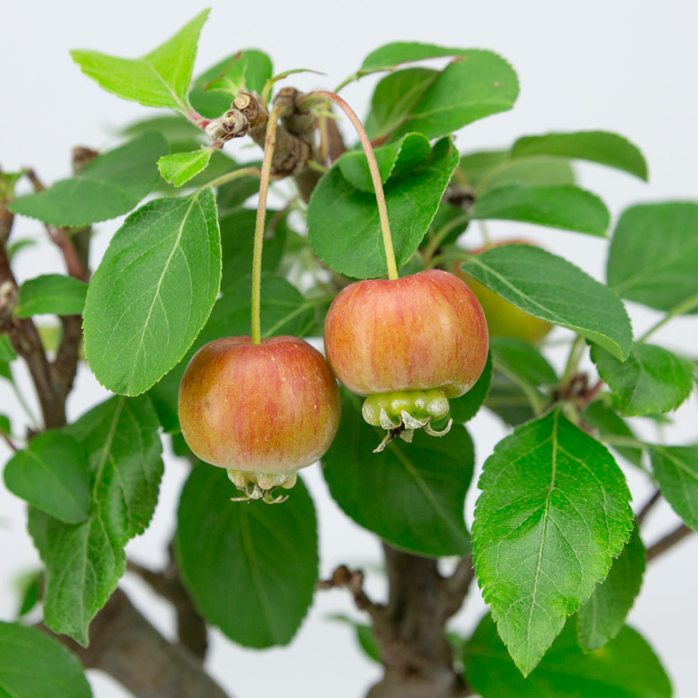 Malus halliana pot rectangulaire crème 16 cm, hauteur ~34 cm