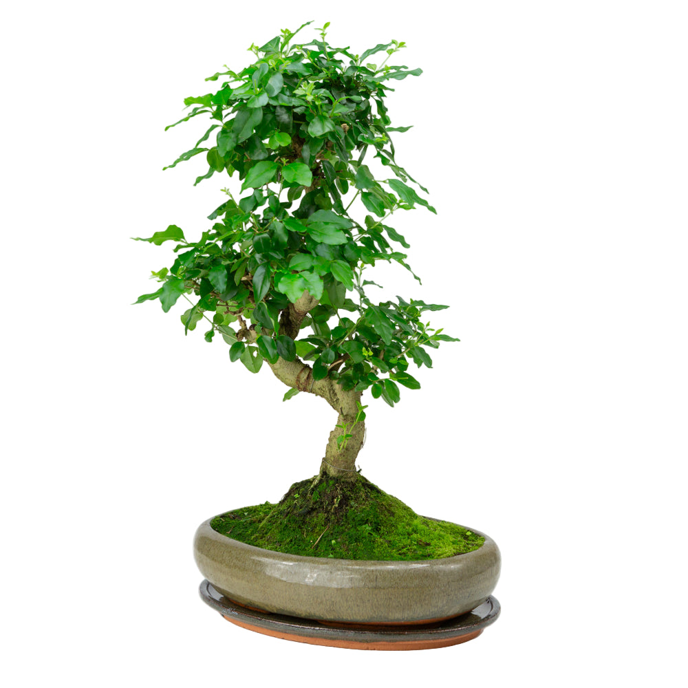 Ligustrum sinensis Bonsai im grünen Topf 29cm, Höhe ~45cm