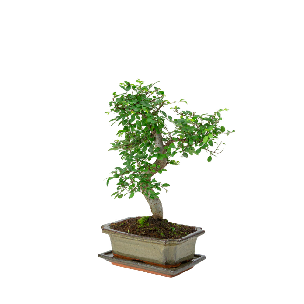 Bonsaï Zelkova dans un pot vert 20 cm, hauteur ~35 cm