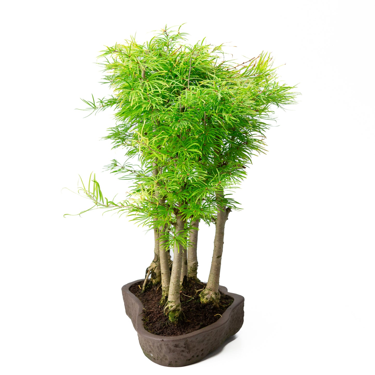 Pseudolarix amabilis bos bruine ovale pot 43cm, hoogte ~56cm