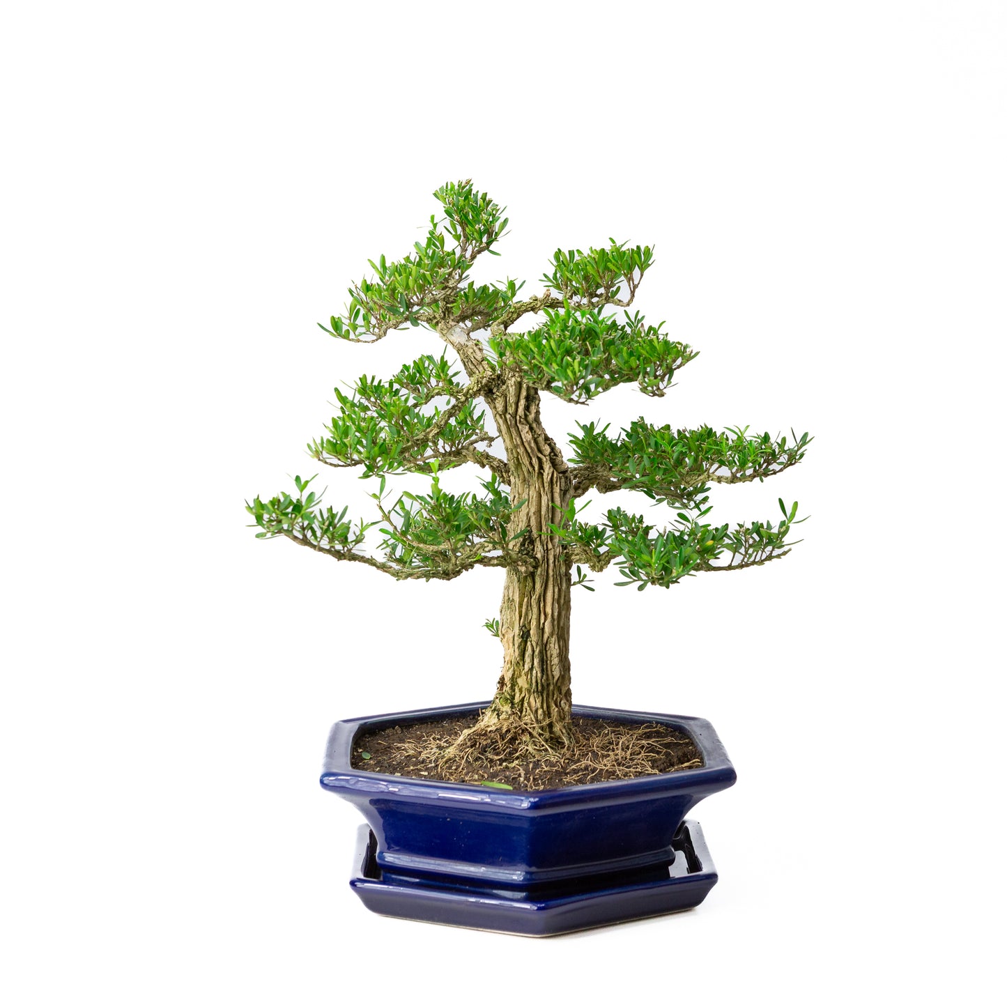 Buxus harlandii Bonsai in blauwe pot 28 cm, hoogte ~40 cm