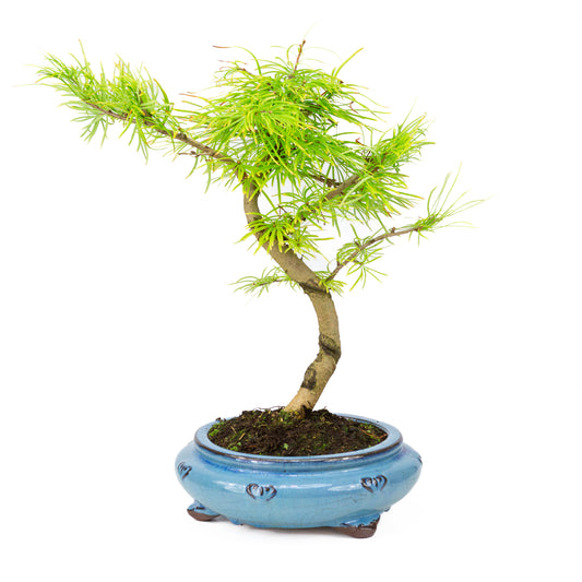 Pseudolarix shape blauwe ronde pot 23cm, hoogte ~38cm