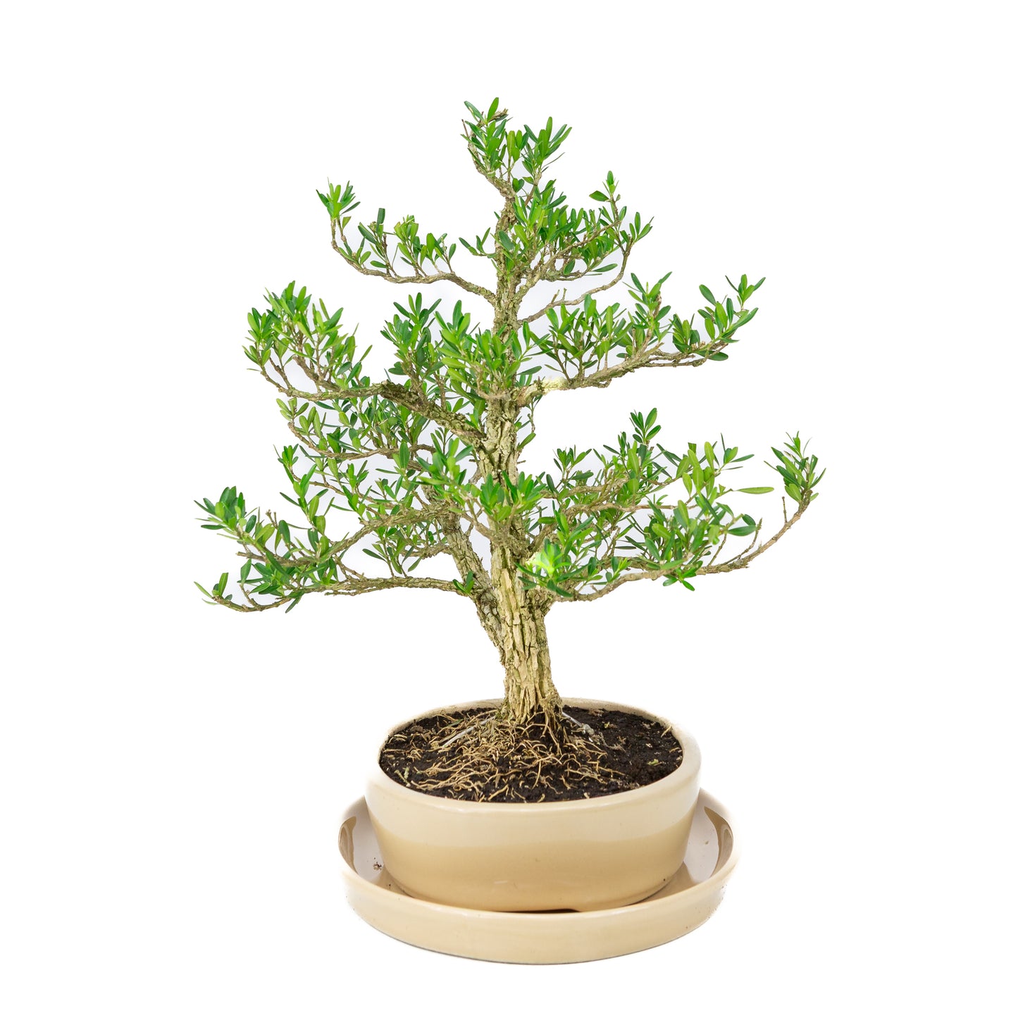 Buxus harlandii Bonsai in creme pot 21 cm, hoogte ~35cm