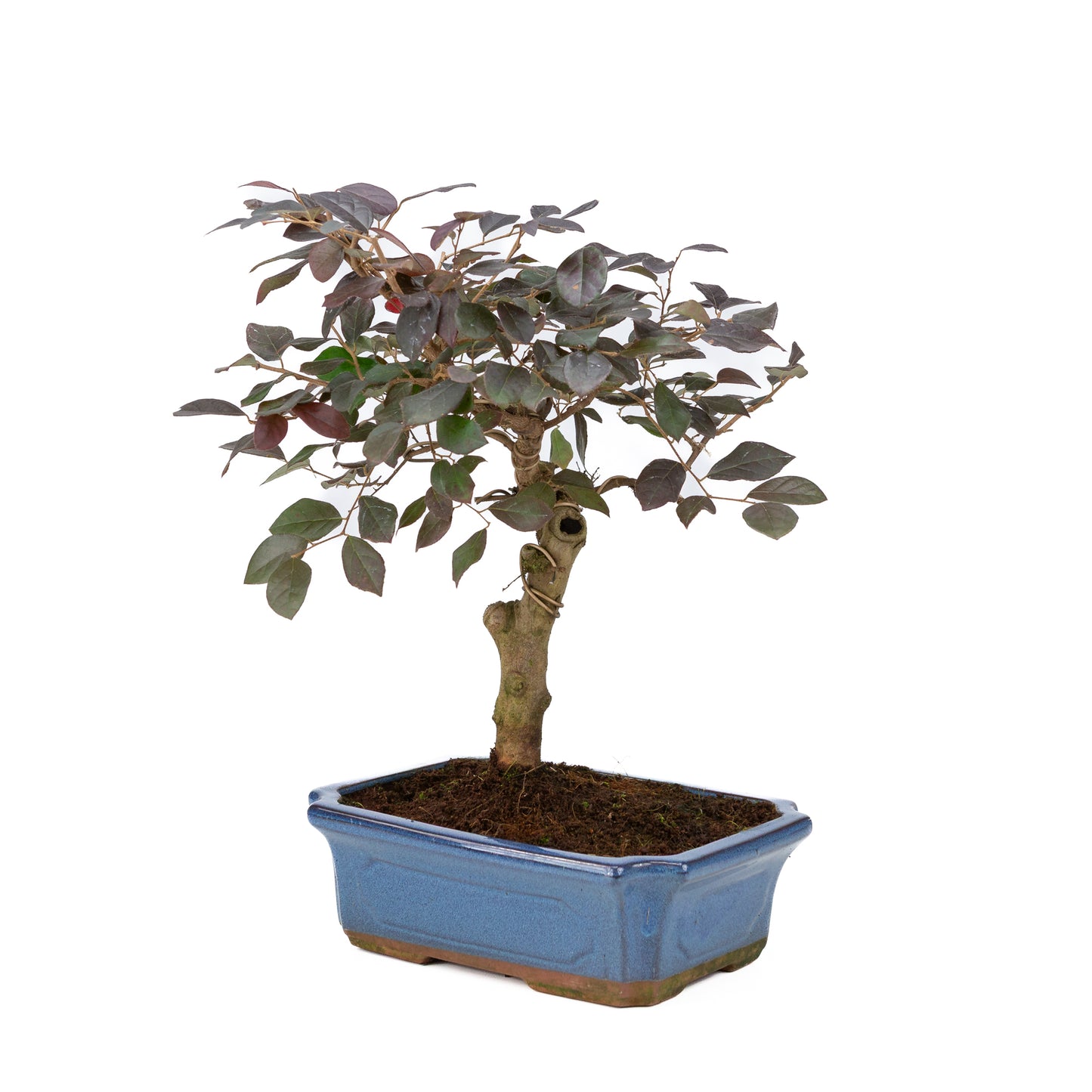 Loropetalum rubra Bonsai in blauwe pot 24cm, hoogte ~40cm
