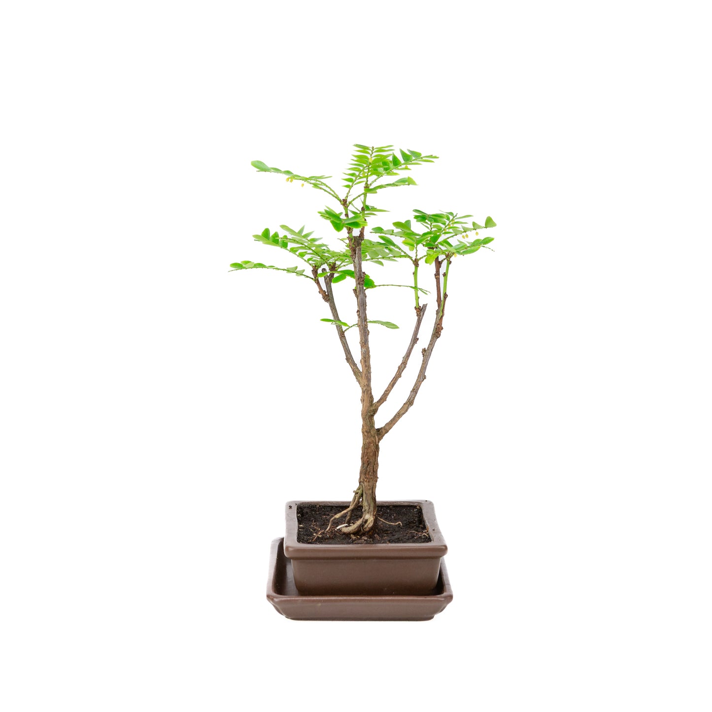 Phyllanthus buxifolius Bonsai in bruine pot 15.5cm, hoogte ~33cm