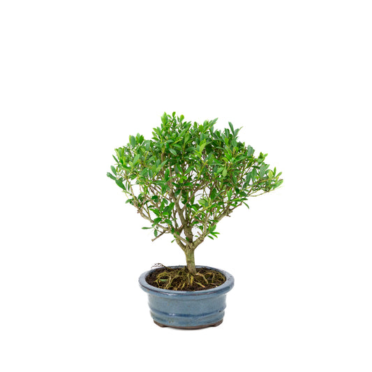 Ilex crenata Bonsaï dans un pot bleu 15 cm, hauteur 25 cm