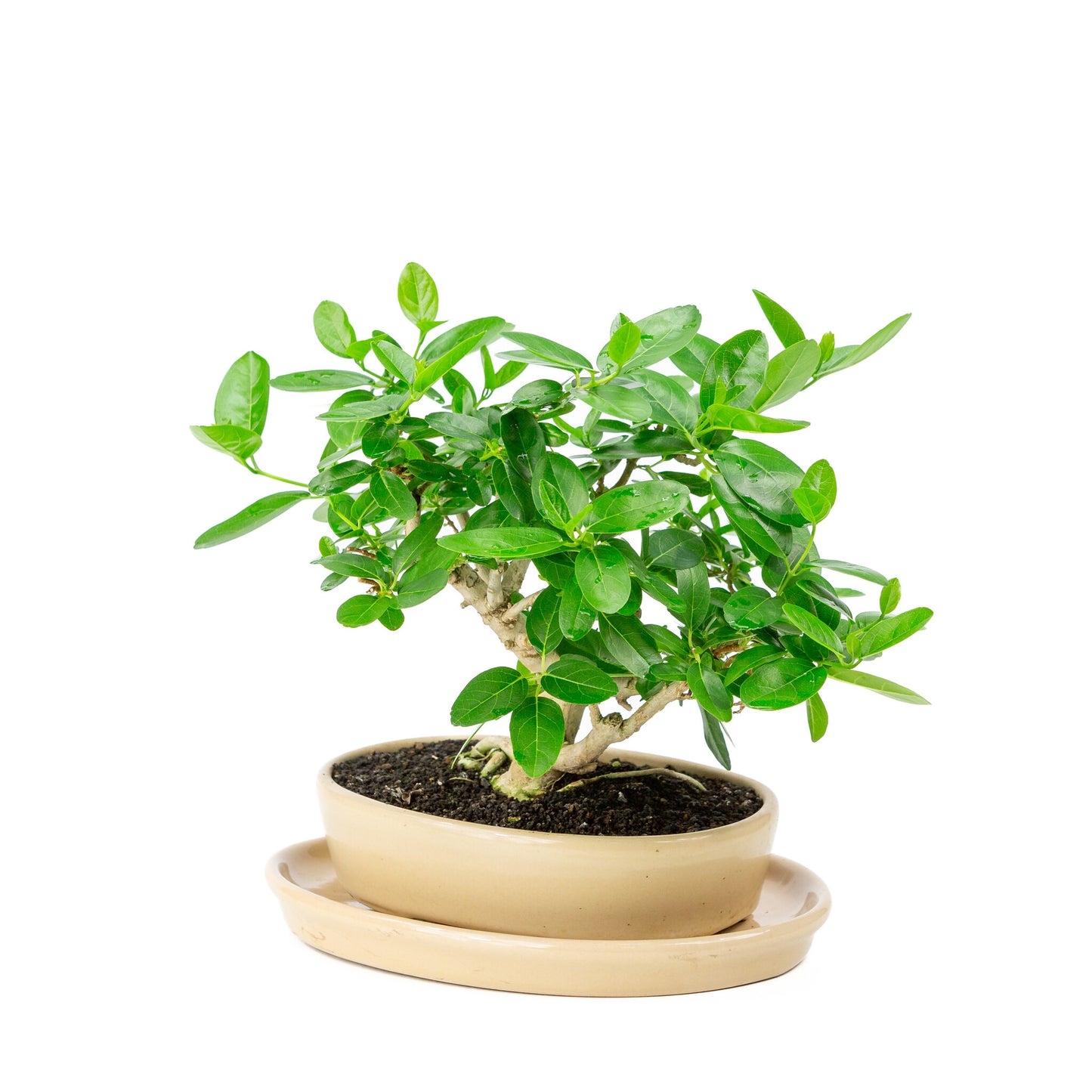 Bonsaï d'intérieur Premna crème pot ovale 22cm, hauteur ~28cm