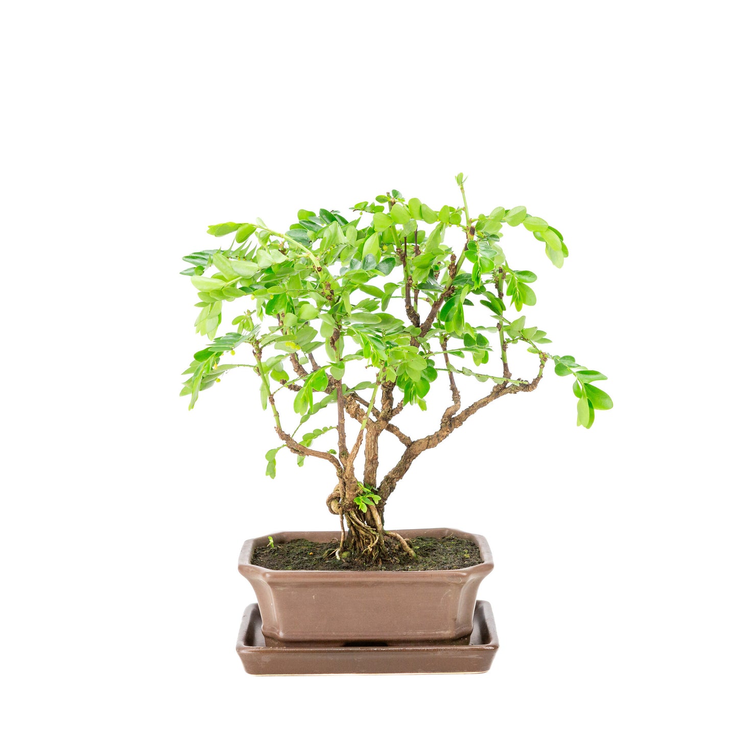 Binnen Bonsai Phyllanthus buxifolius bruine rechthoekige pot 16cm, hoogte ~29cm