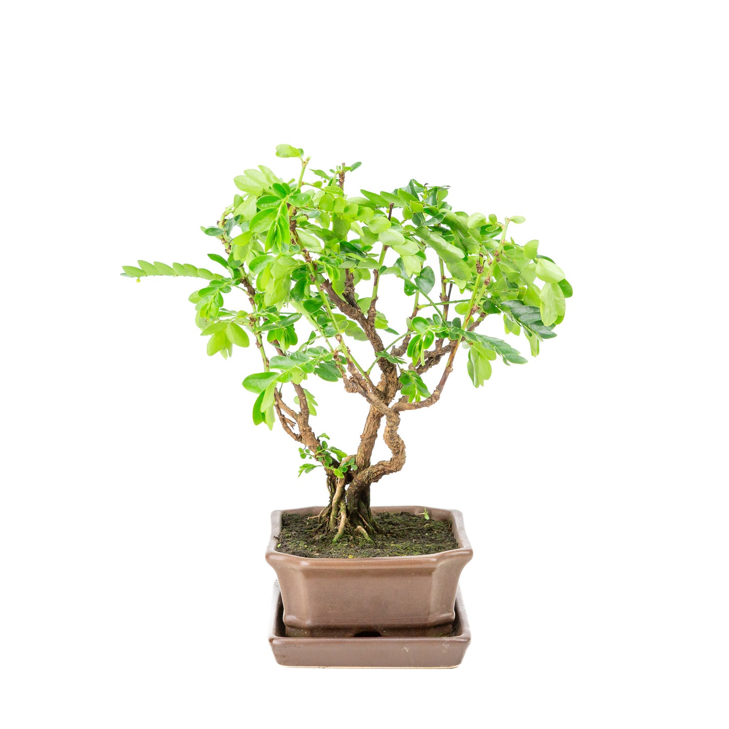 Binnen Bonsai Phyllanthus buxifolius bruine rechthoekige pot 16cm, hoogte ~29cm