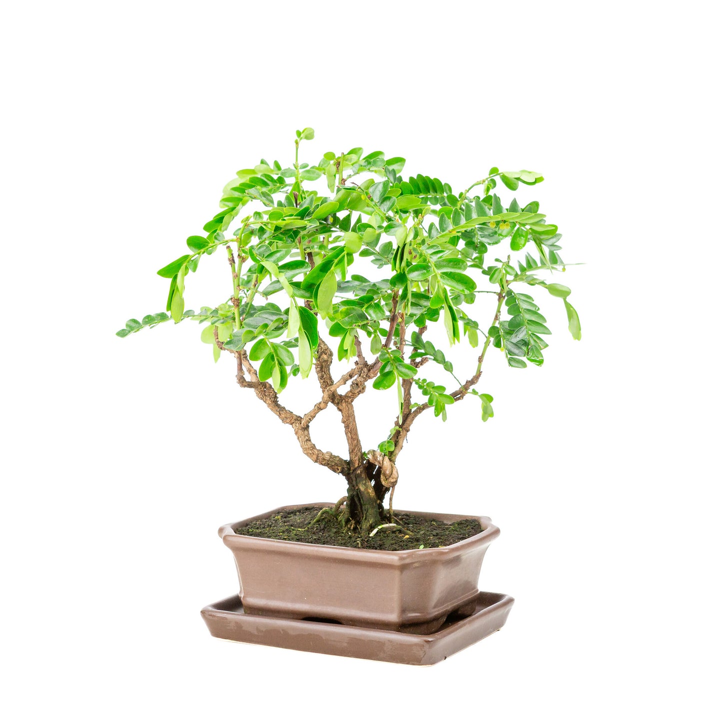 Binnen Bonsai Phyllanthus buxifolius bruine rechthoekige pot 16cm, hoogte ~29cm