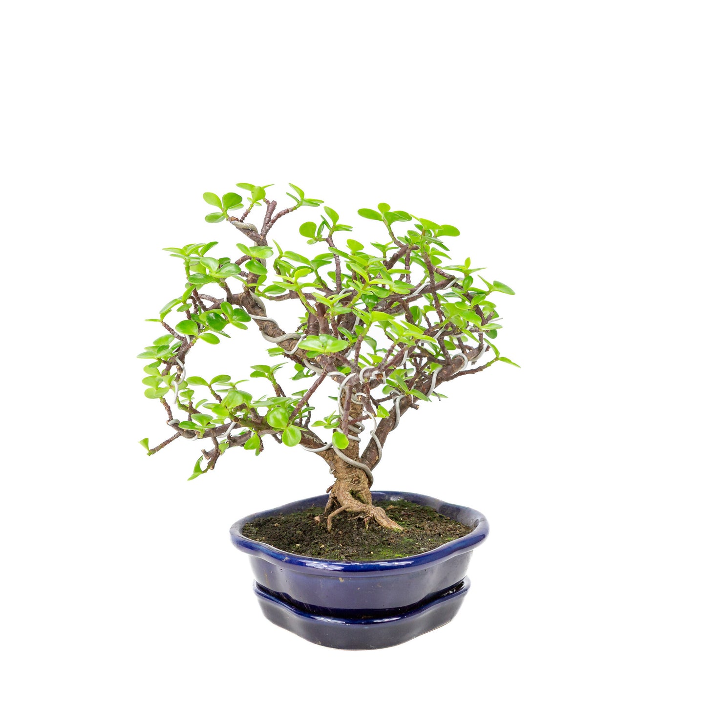Binnen Bonsai Portulacaria afra blauwe Mokko pot 22cm, hoogte ~27cm