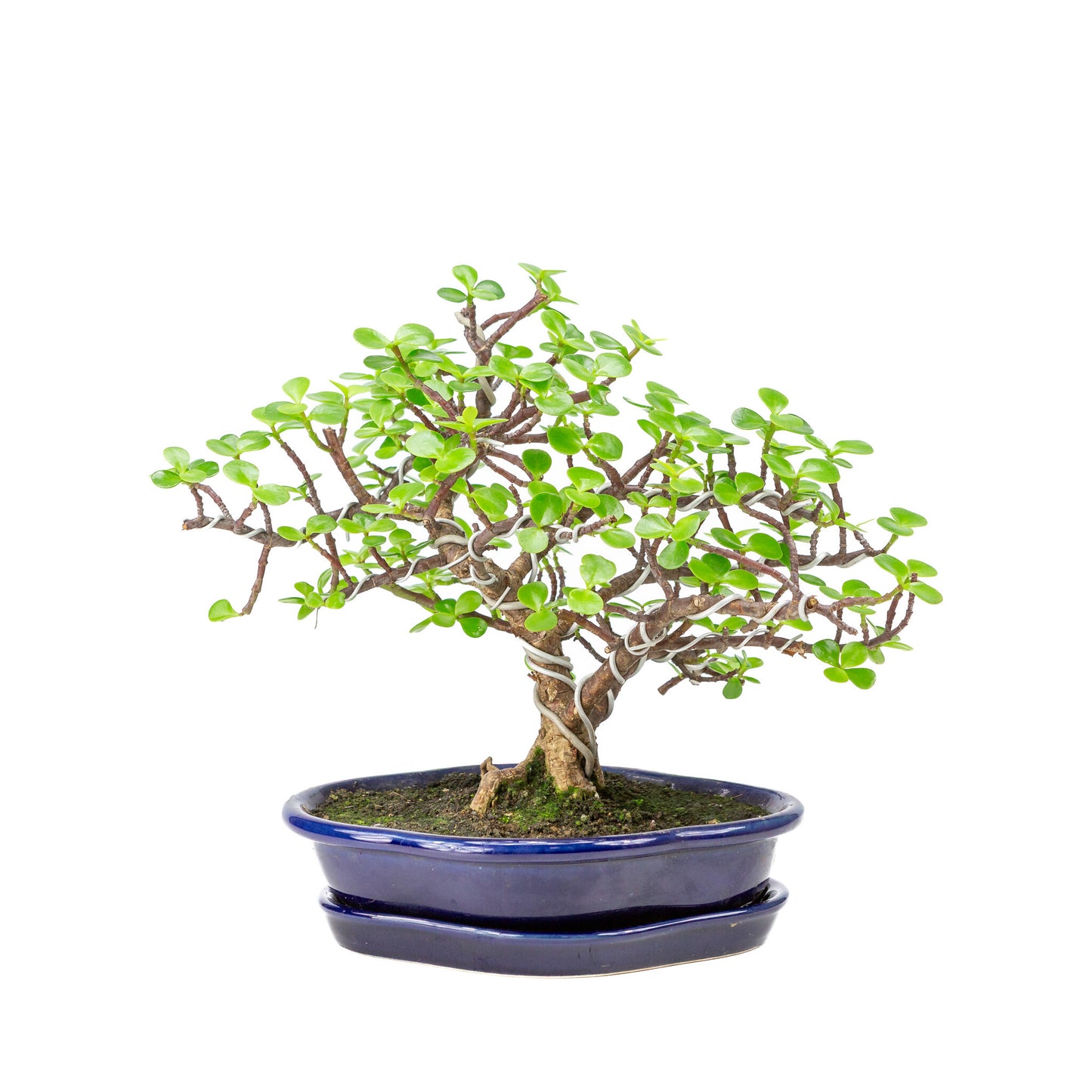 Binnen Bonsai Portulacaria afra blauwe Mokko pot 22cm, hoogte ~27cm