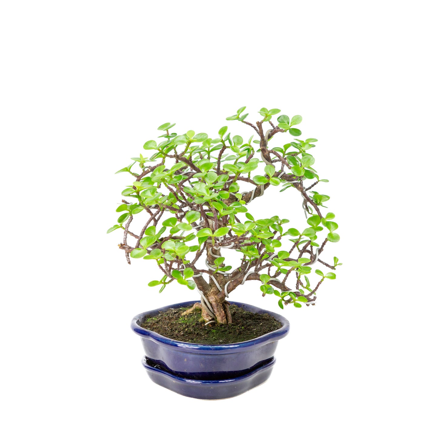 Binnen Bonsai Portulacaria afra blauwe Mokko pot 22cm, hoogte ~27cm