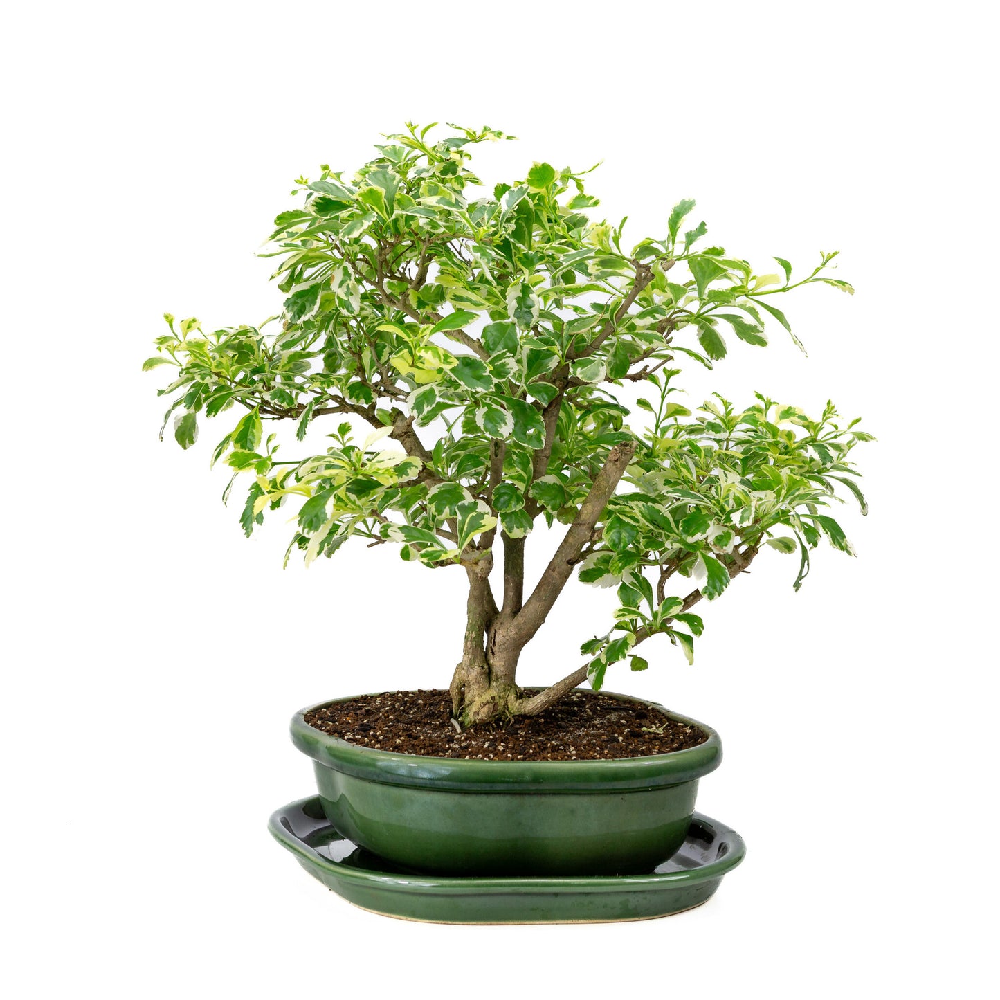 Bonsaï d'intérieur Durantha repens variegata vert, pot Mokko 26 cm, hauteur ~40 cm