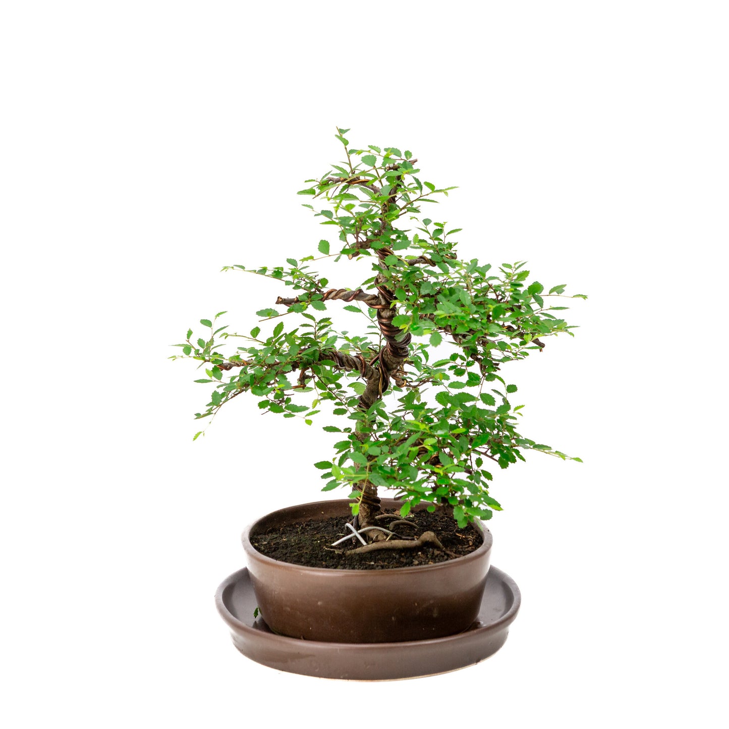 Binnen Bonsai Zelkova bruine ovale pot 21cm, hoogte ~33cm
