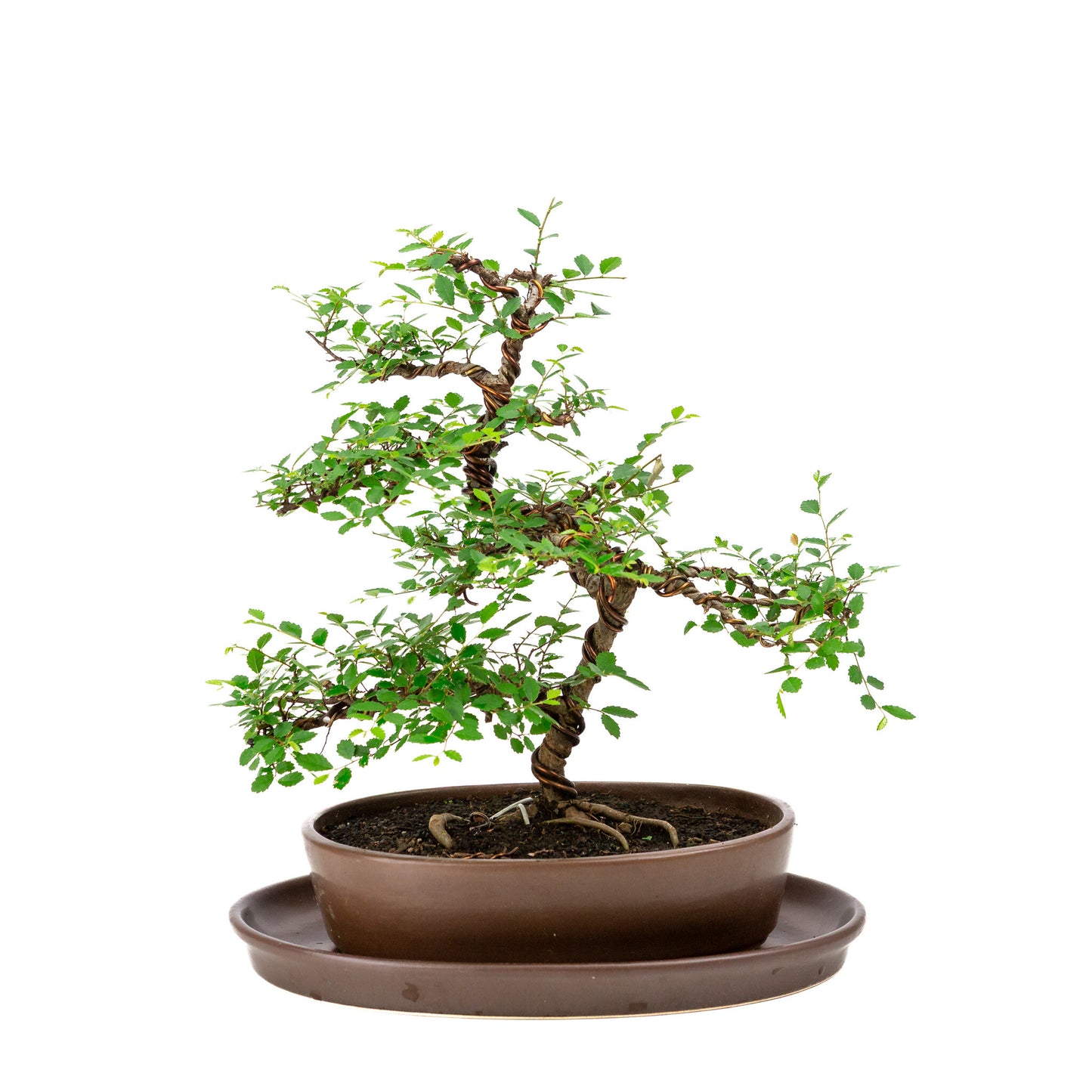 Binnen Bonsai Zelkova bruine ovale pot 21cm, hoogte ~33cm