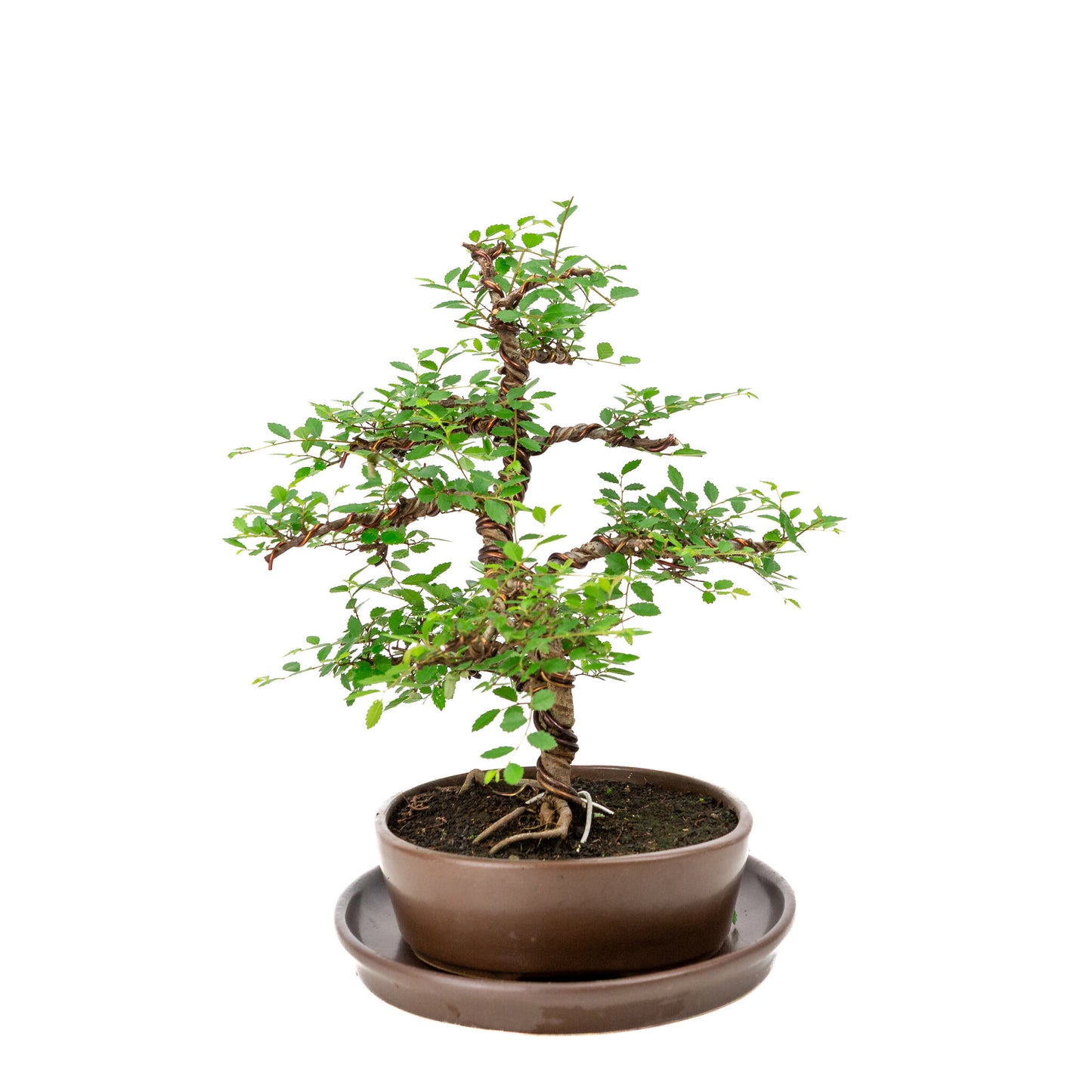 Binnen Bonsai Zelkova bruine ovale pot 21cm, hoogte ~33cm