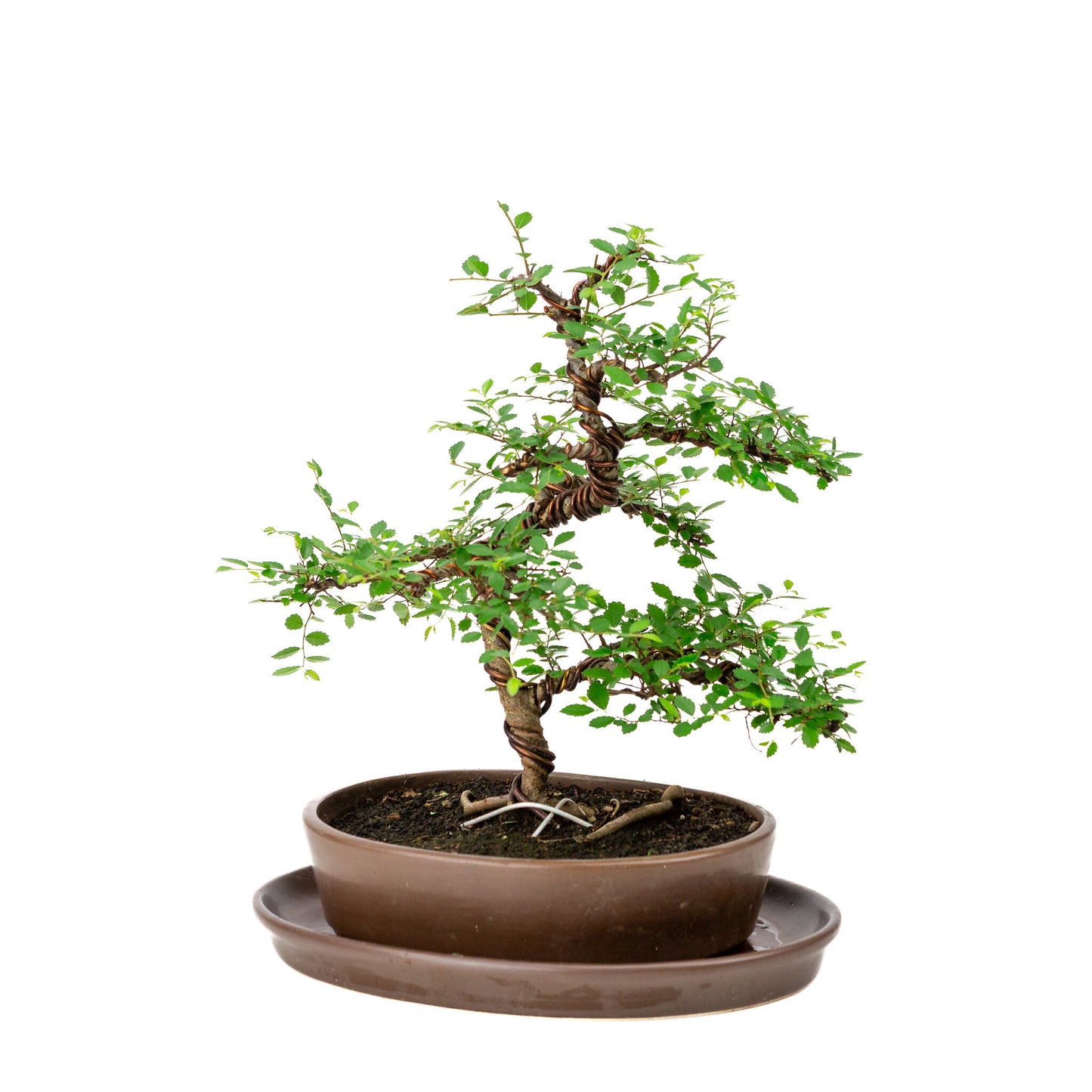 Binnen Bonsai Zelkova bruine ovale pot 21cm, hoogte ~33cm