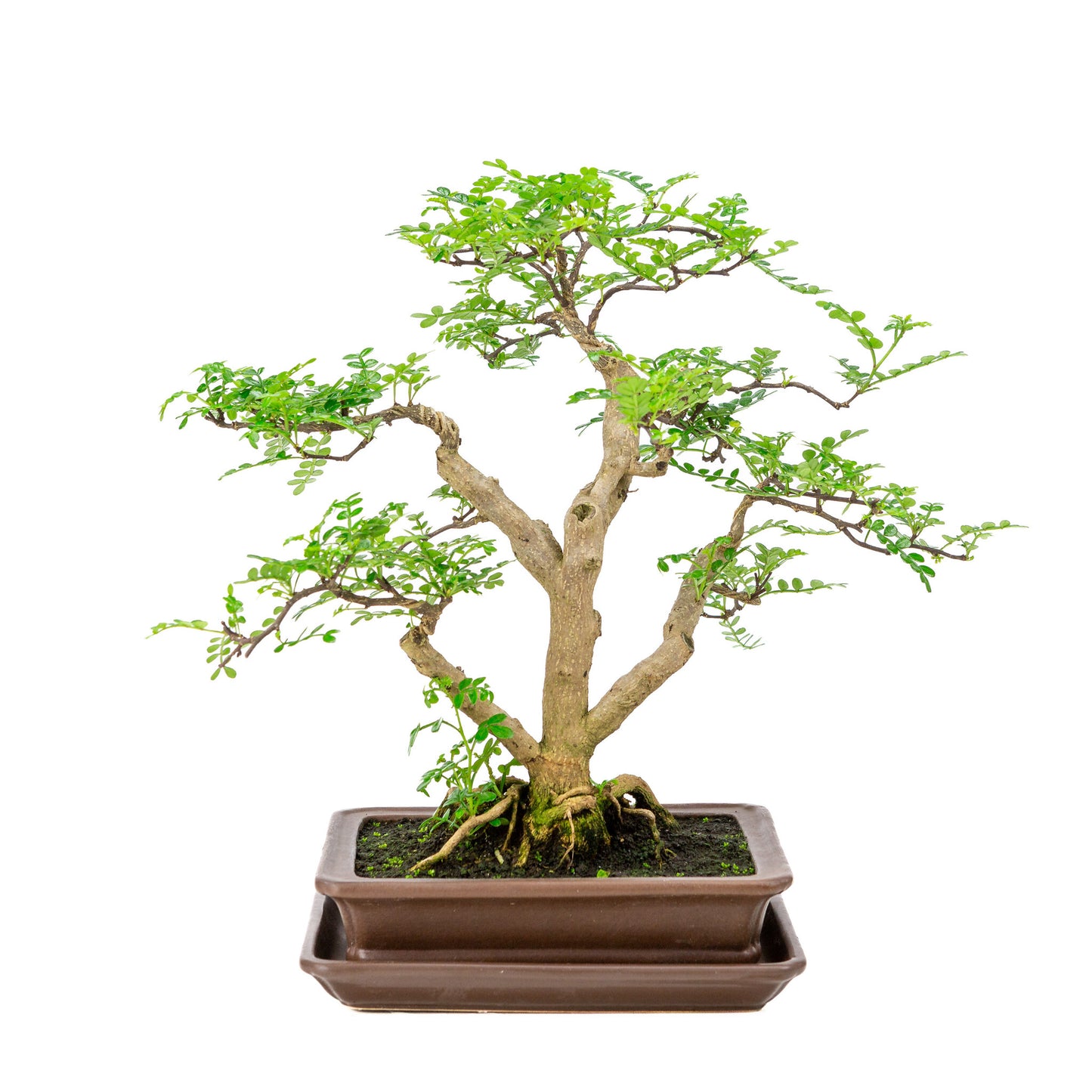 Binnen Bonsai Zanthoxylum piperitium bruine matte rechthoekige 21cm, hoogte ~38cm