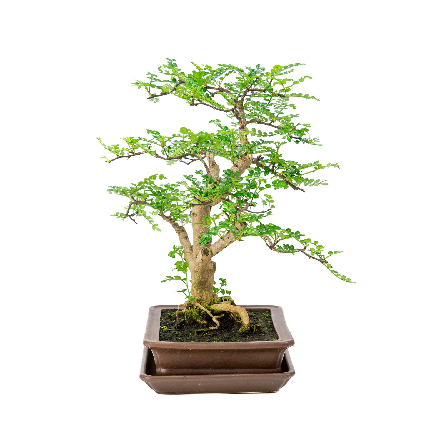 Binnen Bonsai Zanthoxylum piperitium bruine matte rechthoekige 21cm, hoogte ~38cm