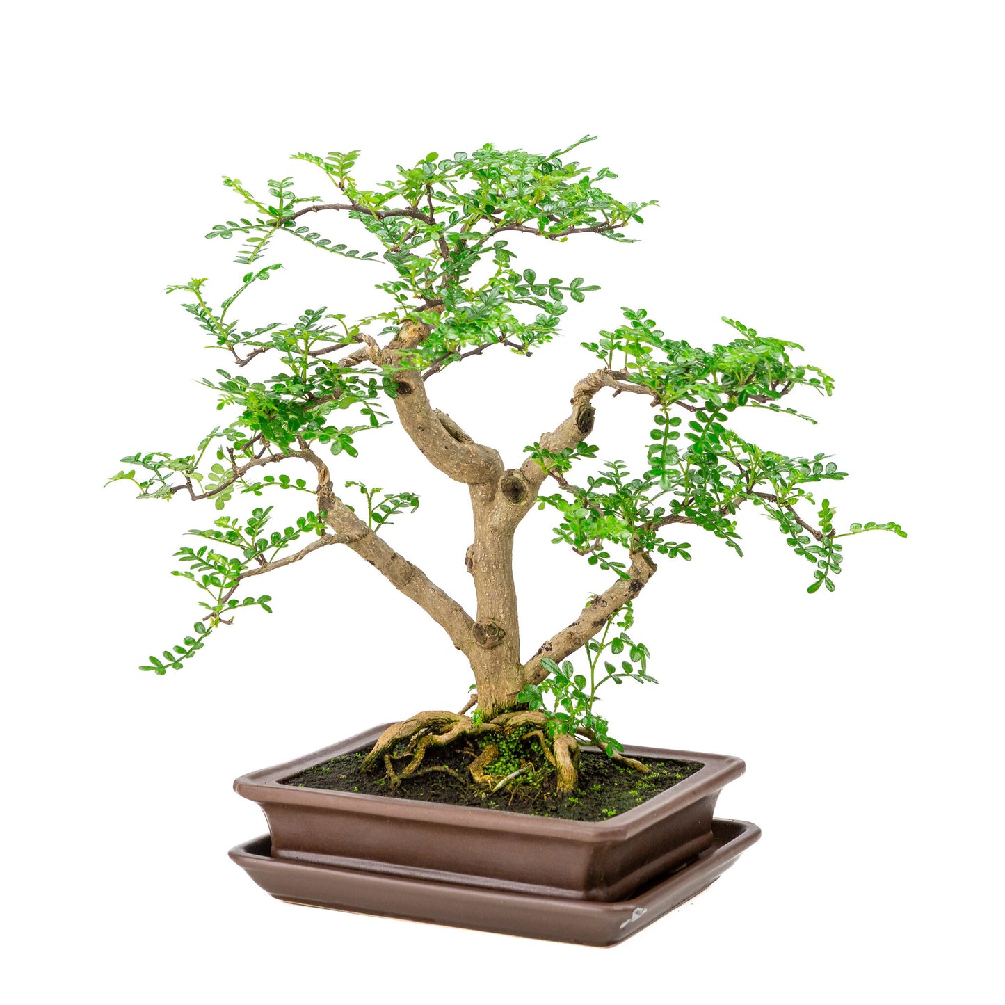 Binnen Bonsai Zanthoxylum piperitium bruine matte rechthoekige 21cm, hoogte ~38cm